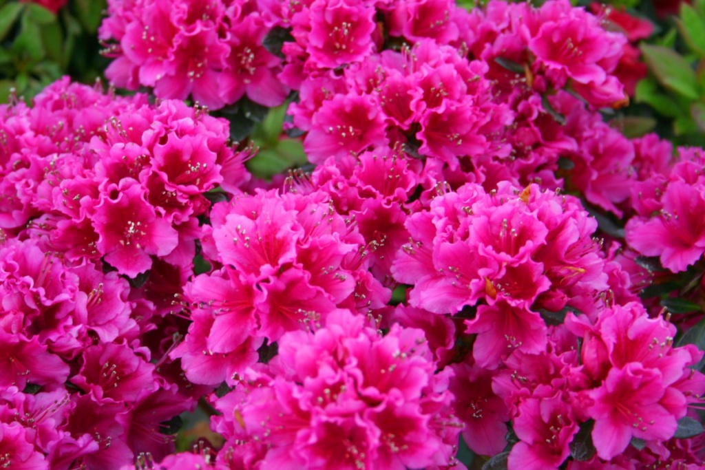 azalea3